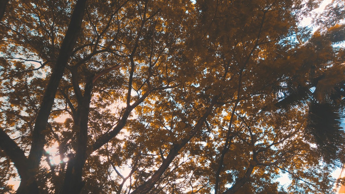 Fallthe